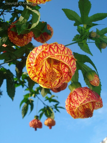 Imagem 7 de 9 de Muda De Lanterna Chinesa - Abutilon Striatum. - Lanterninha