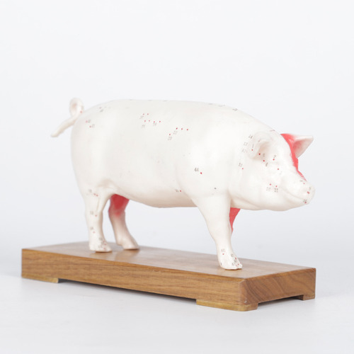 Modelo Chancho Acupuntura