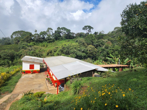 Imagen 13 de 20 de Venta De Finca Cafetera En Jericó Antioquia