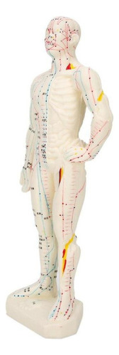 Macho/hembra Modelo De Acupuntura Meridianos Modelo Con Base
