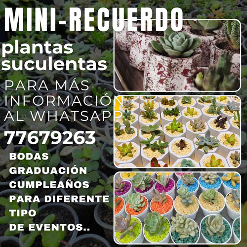Mini Recuerdo De Plantitas Suculentas Y Cactus..