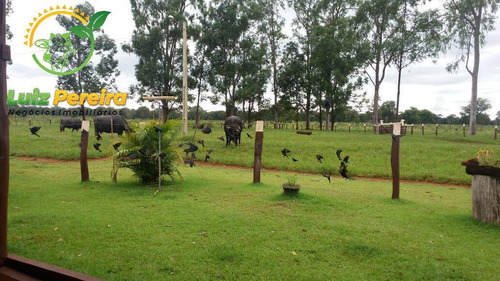 Imagem 13 de 14 de Fazenda À Venda Em Nioaque - Ms - De 463,57 Hectares (pecuária) - 1665