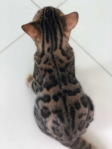 Gata Bengal Fêmea Castrada Com Pedigre