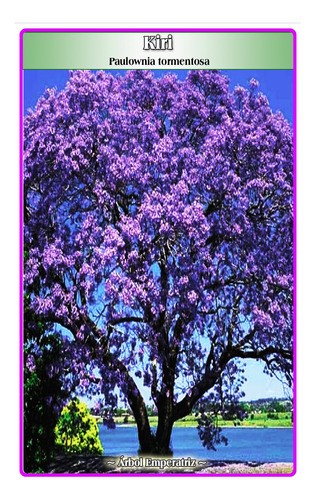 Semillas De Kiri (paulownia Tormentosa)