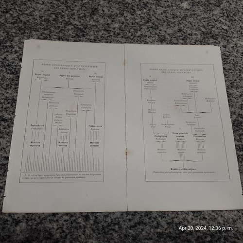 Planchas Histoire De La Création Des Êtres Organisés Haeckel