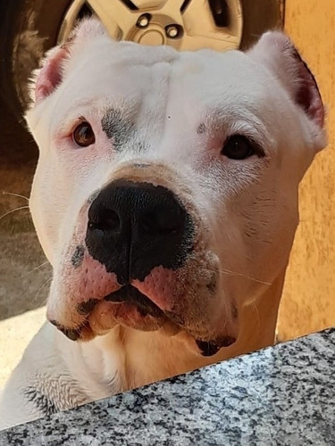 Filhotes De Pit Bull