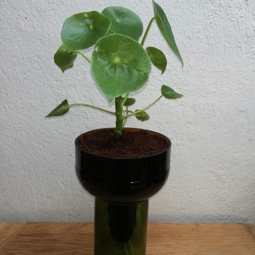 Imagen 4 de 6 de Cuchara Little Plant 27 Sin Soporte. Maceta Autorregante
