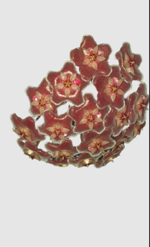 Hoya Publicalis, Silver Pink. M12