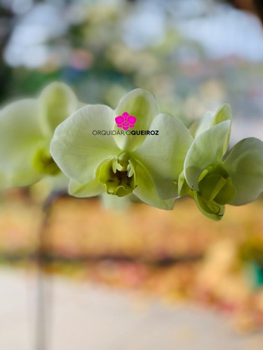 Raridade! Orquídea Phalaenopsis Verde Pré Adulta | Parcelamento sem juros