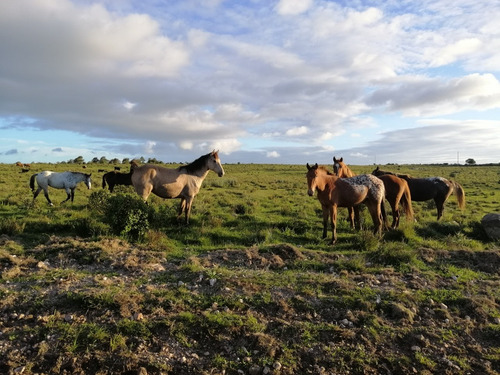 Hermosas Chacras De 5 Ha , Maldonado, Cerro Catedral!!