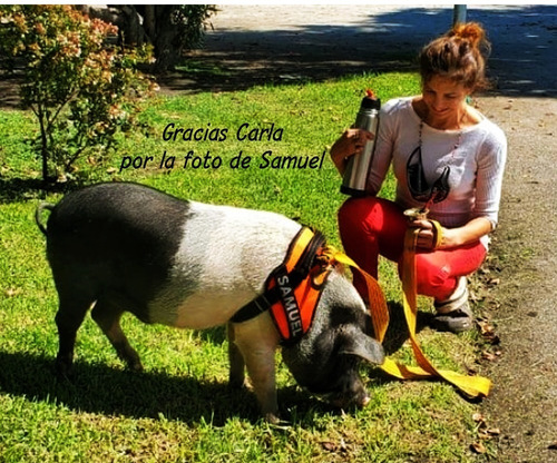 Imagen 10 de 10 de Arnes Pretal Acolchado Para Perros Con Parche Reflectivo