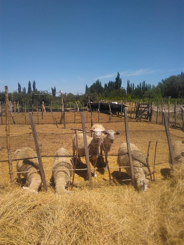 Imagen 8 de 14 de Finca 10 Has. G Alvear Mendoza. 100% En Producción. Excelente Casa Amplia. Podría Considerar Alguna Permuta Que No Sea Inmueble. Precio Conversable.