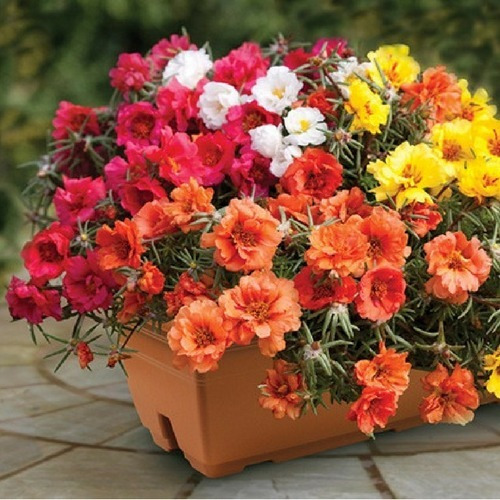 1800 Sementes Da Flor Onze Horas Multicolor Vasos Hortas | MercadoLivre