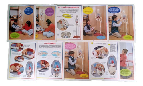 El Cuerpo Humano Colección Revistas Maquetas