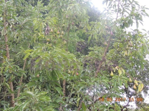 Imagem 7 de 20 de Chácara, Pau Arcado, Campo Limpo Paulista - Ch07848 - 69263438