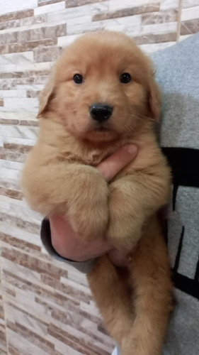 Imagen 2 de 2 de Golden Bebés
