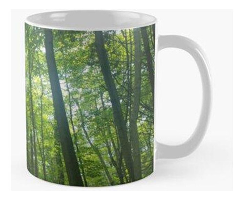 Taza Vista Al Bosque Calidad Premium