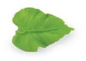 Imagen 2 de 10 de Pico Hoja 67 Wilton Picos Reposteria Titanweb