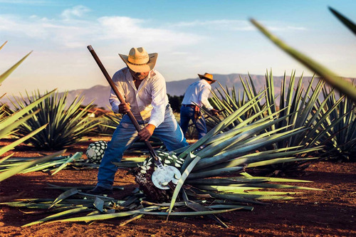 Imagen 5 de 7 de Tequila Jose Cuervo Reserva De Familia 2006 Edition 750ml