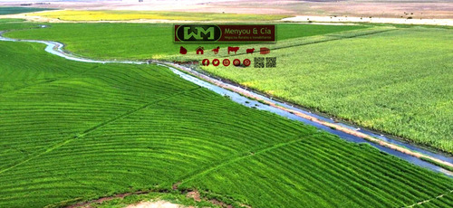 Alquiler Campo En Rocha 1500 Hectáreas Campo Agrícola Ganadero Uso Mixto
