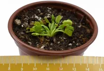 Comprar Planta Carnívora 'wacky Traps' Atrapamoscas  Vp Dionaea