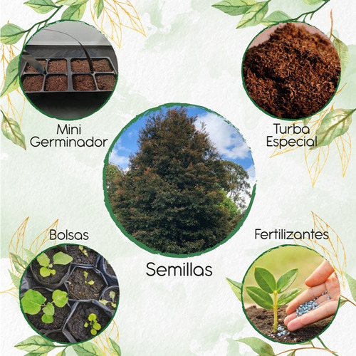 200 Semillas Árbol Guayacán Manizales Con Kit De Germinación