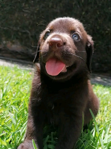 Cachorros Labrador 