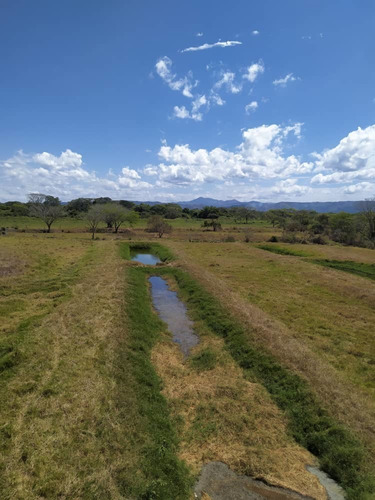 Imagen 5 de 20 de Granja De Gallinas Ponedoras Valencia Edo Carabobo