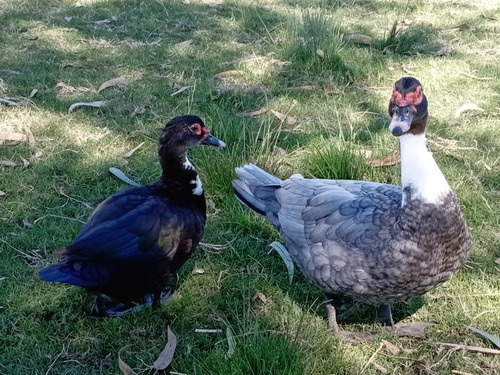 4 Patos De 6 Meses 