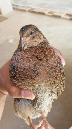 Ovos Galados Codornão Gigante Rosetta