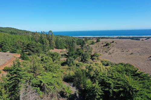 Mar Y Bosque Sobre Punta De Lobos