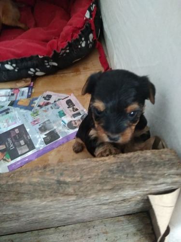 Yorkshire Miniatura Nenas Ya Para Entregar Llevo A Domicilio