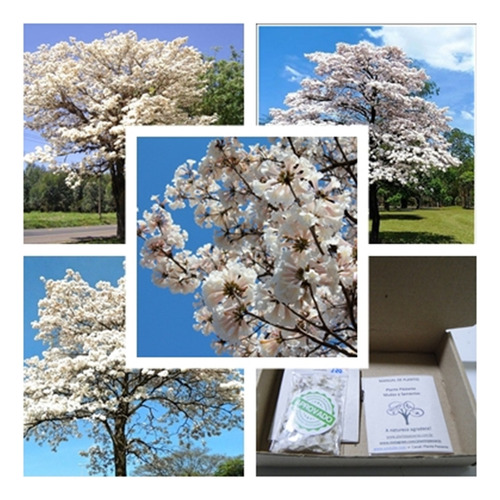 100 Sementes De Ipê Branco Ype (tabebuia Roseoalba)