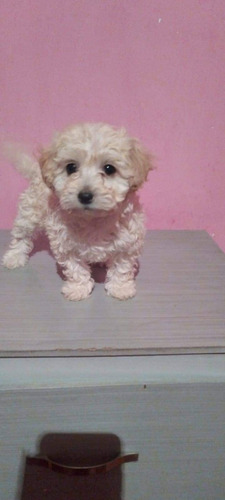 Cachorros French Poodle Mini