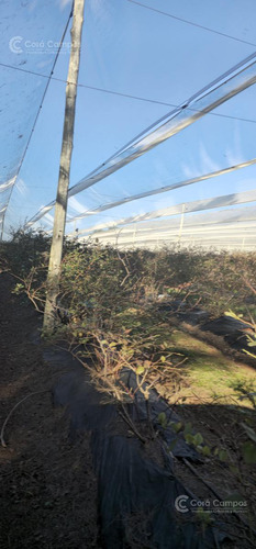 Se Vende, Chacra De Arándanos, En Producción 25 Ha En San José, Apóstoles - Misiones