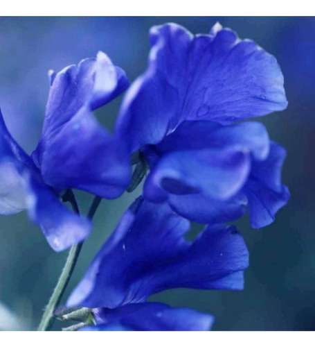 10 Semillas Arvejilla De Olor Azul - Guisante De Olor Azul