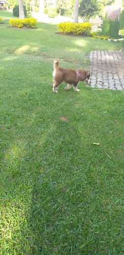 Imagen 2 de 5 de Cachorros Husky Siberiano Rionegro Bogota