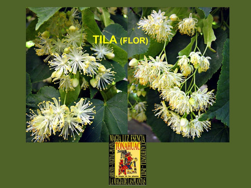 Te Flor De Tila 125gr Insomnio Colesterol Calmante Envgrat | Envío gratis Te Flor De Tila 125gr Insomnio Colesterol Calmante Envgrat | Envío gratis