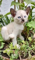 Comprar Gatitos Siames Tortie  F Retire Mediados Abril!! Envios!!