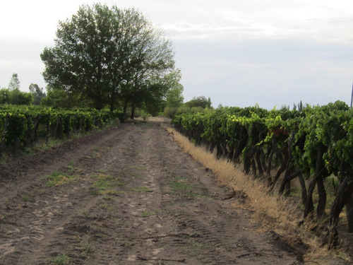 Vendo Finca Productiva Ruta 143 San Rafael Mendoza