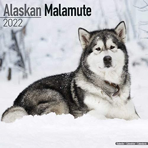 Libro: Calendario Alaskan Malamute Calendarios De Razas De