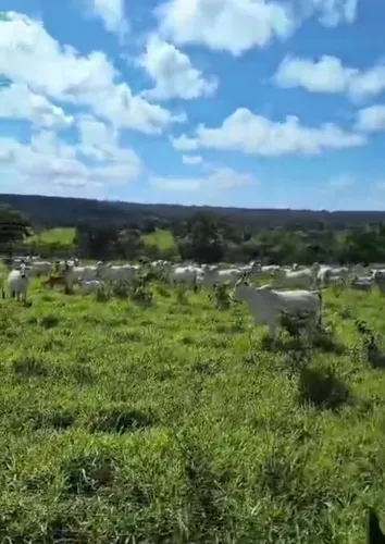 1500 Ha P/ Gado Mg Top, Barata E Parcela Pag.
