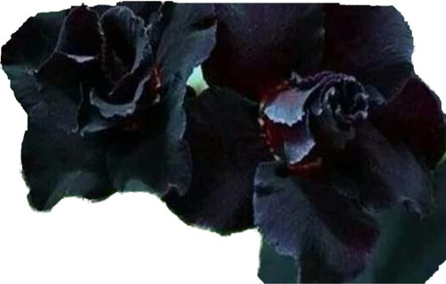 10 Sementes De Rosa Deserto Negra Dobrada