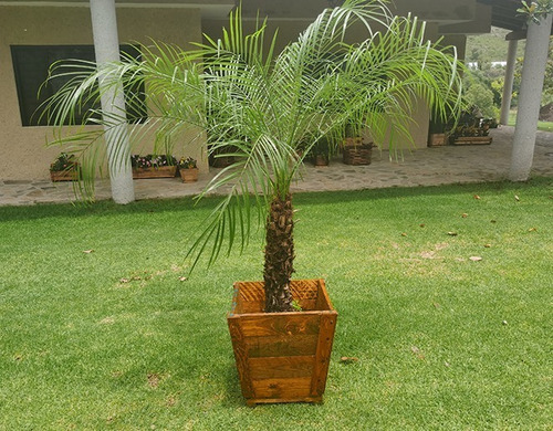 Imagen 2 de 2 de Maceta De Madera Tipo Jardinera De Cono Mediana Color Roble