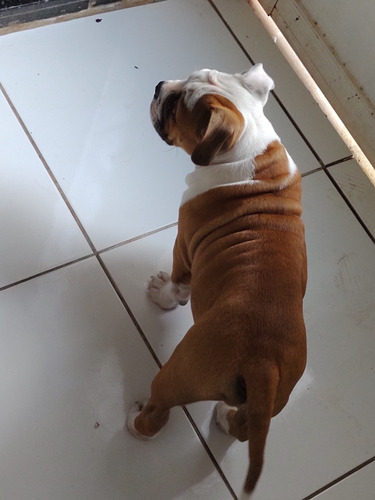 Imagem 4 de 5 de American Bully