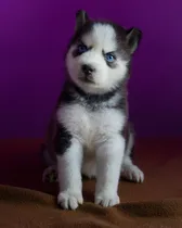 Comprar Cachorros De Raza Grande Siberiano Huksy Ojos Azules