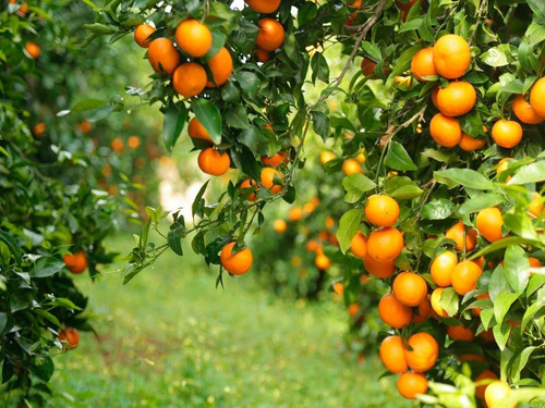 Tintura Madre De Mandarina Hoja (citrus Reticulata)
