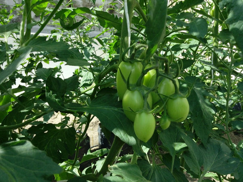 1 Millar Tomate Hibrido Indeterminado Cid F1