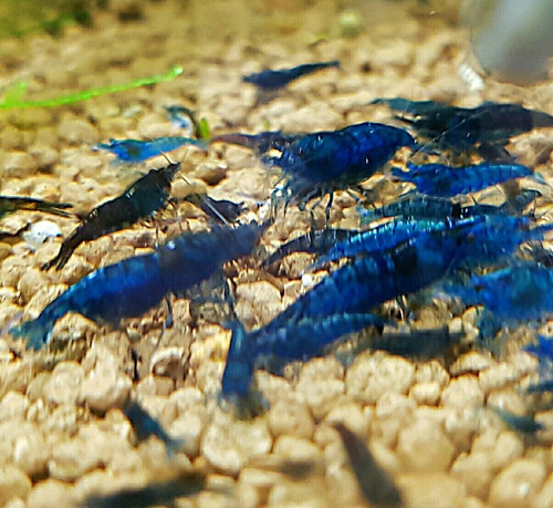 Neocaridinas 5 Blue Diamond (gambas)