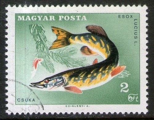 Hungría Sello Usado Pesca Deportiva Pez Lucio Año 1967 